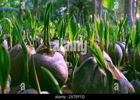 Kokosnuss-Gärtnerei für Palmenfarm mit vielen Setzlingen auf Plantage in Ben Tre, Mekong Delta, Vietnam, Knospen wachsen aus Muscheln in grün, junges Pflanzenleben Stockfoto