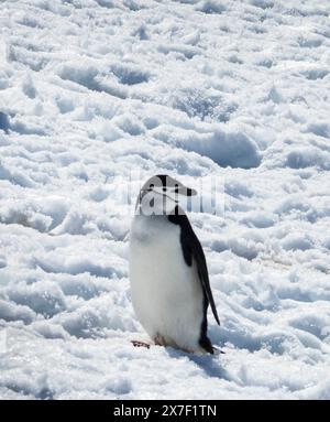 Chinstrap-Pinguin (Pygoscelis antarcticus) auf Eis am Palaver Point, Two Hummock Island, Antarktis Stockfoto