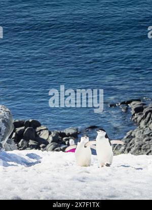 Zwei Chinstrap-Pinguine (Pygoscelis antarcticus) auf Eis am Palaver Point, zwei Hummock Island, Antarktis Stockfoto