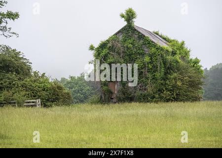 Ein überwachsenes, verlassenes Bauernhaus in Nord-Georgia. (USA) Stockfoto