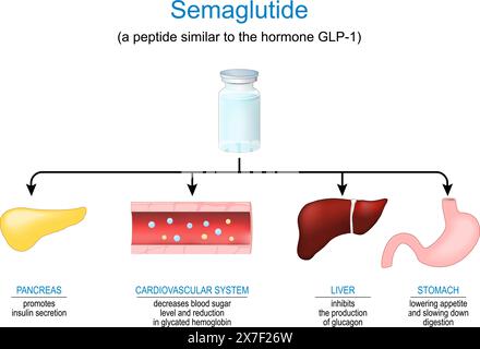 Semaglutid. Peptidhormon. Anti-Adipositas-Medikation. Wirkmechanismus von Antidiabetika zur Behandlung des Typ-2-Diabetes. Stock Vektor