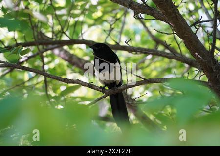 Eine Elster sitzt zwischen den Laubbäumen Stockfoto