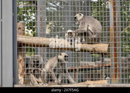 Affen Familie der nördlichen Ebenen graue Sprache Semnopithecus entellus oder Hanuman Langur hinter Gitterkäfigen im Zoo von Sofia, Sofia Bulgarien, Europa, EU Stockfoto