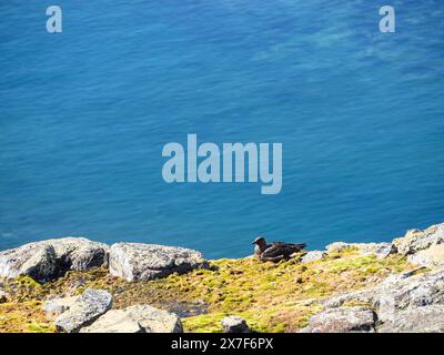 Südpolar Skua (Catharacta maccormicki) auf einem Felsvorsprung über dem Meer, Palaver Point, Two Hummock Island Stockfoto