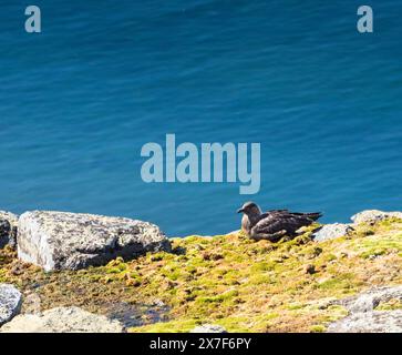 Südpolar Skua (Catharacta maccormicki) auf einem Felsvorsprung über dem Meer, Palaver Point, Two Hummock Island Stockfoto