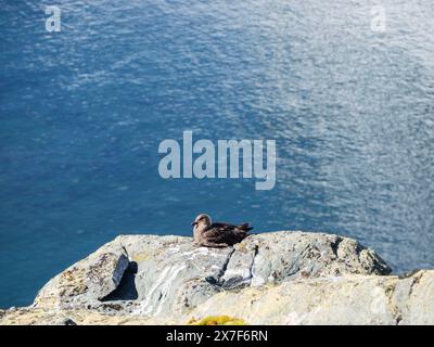 Südpolar Skua (Catharacta maccormicki) auf einem Felsvorsprung über dem Meer, Palaver Point, Two Hummock Island Stockfoto