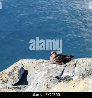 Südpolar Skua (Catharacta maccormicki) auf einem Felsvorsprung über dem Meer, Palaver Point, Two Hummock Island Stockfoto