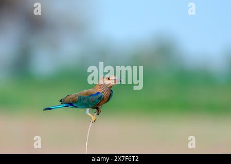 Nahaufnahme der indischen Rolle mit Flügeldetails die indische Rolle ist ein Vogel der Familie Coraciidae Stockfoto