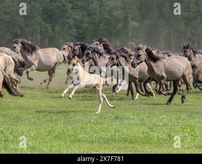 Herde von Dulmen Ponys Stuten mit einem Fohlen im Galopp, diese einheimische Pferderasse lebt wild im Merfelder Bruch Dülmen Münsterland, NRW Stockfoto