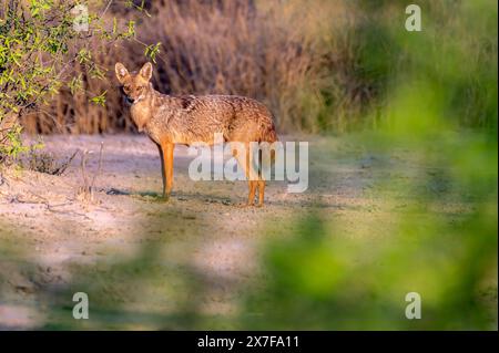 Der goldene Schakal, auch als gewöhnlicher Schakal bezeichnet, ist ein wolfähnlicher Kanid, der in Eurasien beheimatet ist Stockfoto