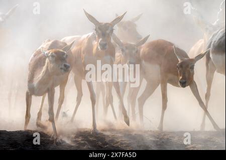 Die Blackbuck, auch indische Antilope genannt, ist eine mittelgroße Antilope, die in pakistan, Indien und Nepal beheimatet ist. Stockfoto