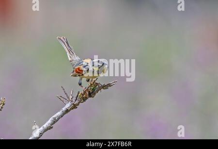 Der Tote Sea Sparrow (Passer moabiticus) ist eine süße Spatzenart, die in Asien und Europa lebt. Sie wird in den südlichen Teilen der Türkei gesehen. Stockfoto