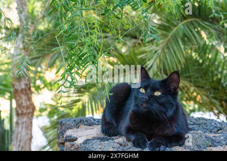 Eine ruhige schwarze Katze loungiert bequem auf einem Stein unter den grünen Vordächern eines tropischen Gartens. Das Morgenlicht filtert durch das üppige Laub Stockfoto