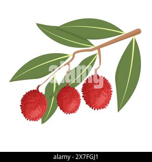 Litschis auf Zweig mit Blättern isoliert auf weißem Hintergrund Stock Vektor Illustration. Helles, strukturiertes, detailliertes Clipart, grafisches Objekt. Stock Vektor