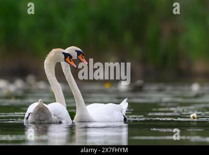 Kersdorf, Deutschland. Mai 2024. Zwei stumme Schwäne (Cygnus olor), die auf der Spree schwimmen. Mit einer Körperlänge von bis zu 1,60 Metern und einer Spannweite von rund 2,40 Metern ist der stumme Schwan der größte Wasservogel Deutschlands. Quelle: Patrick Pleul/dpa/Alamy Live News Stockfoto