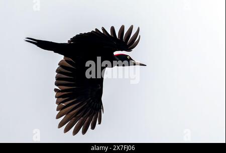 Kersdorf, Deutschland. Mai 2024. Ein Schwarzspecht (Dryocopus martius). Quelle: Patrick Pleul/dpa/Alamy Live News Stockfoto