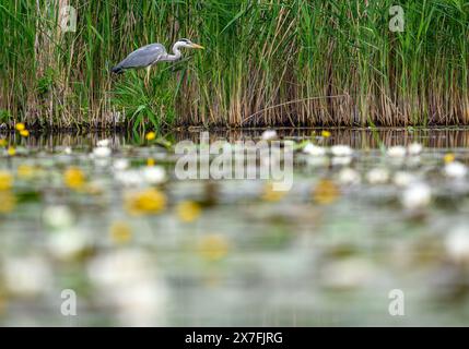 Kersdorf, Deutschland. Mai 2024. Ein Graureiher (Ardea cinerea) im Naturpark Kersdorfer See im oder-Spree-Bezirk Ostbrandenburgs. Quelle: Patrick Pleul/dpa/Alamy Live News Stockfoto