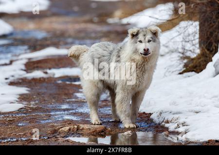Großer weißer, zotteliger Hund auf einem Frühlingsweg, Nahaufnahme Stockfoto