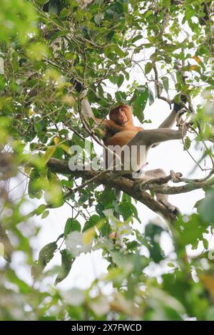 Nasalis larvatus, der auf einem Baum in Sukau, Sabah, Borneo, Malaysia sitzt Stockfoto