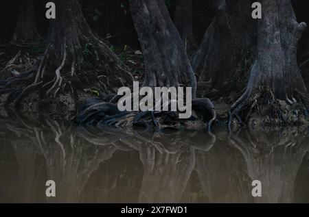 Geheimnisvolle Baumstämme spiegeln sich im Flusswasser am Kinabatangan River, Sukau, Sabah, Borneo, Malaysia Stockfoto