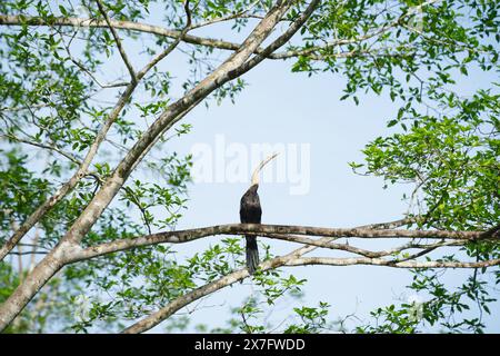 Orientalischer Darter oder Schlangenvogel, Anhinga melanogaster, sitzend in einem sonnendurchfluteten Baum in Sukau, Sabah, Borneo, Malaysia Stockfoto