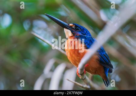 Detail eines blauohrigen Eisvogels entlang des Kinabatangan Flusses in Sukau, Sabah, Borneo, Malaysia Stockfoto