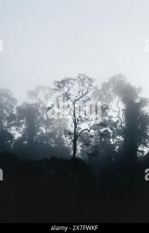 Silhouetten mystischer Regenwälder an einem nebeligen frühen Morgen in Sukau, Sabah, Borneo, Malaysia Stockfoto