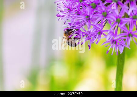 Honigbienen- oder Bienenfütterung an violetten Alliumblüten im Garten während der Sommerbestäubungssaison. Makroaufnahmemöglichkeit. Dublin, Irland Stockfoto