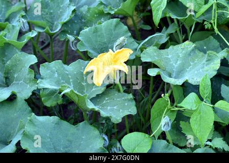 Über den Blättern und Stämmen der im Garten wachsenden Kürbissträucher ist eine Pflanzenblume zu sehen. Stockfoto