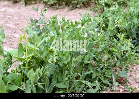 Auf der Erbsenplantage erschienen weiße Blüten auf den Zweigen der Erbsensträucher. Stockfoto