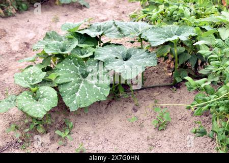 Blätter und Stiele von Kürbissträuchern, die im Garten wachsen. Stockfoto