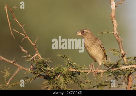 Dorfweber oder Textorweber / Dorfweber oder Fleckenweber / Ploceus cucullatus Stockfoto