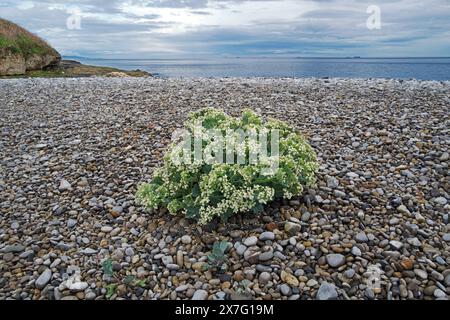 Crambe maritima (Meerkohl) eine halophytische (salztolerante) blühende Pflanze, die hauptsächlich auf Küstenschindeln vorkommt. Sie kommt in Europa bis zum Kaukasus vor. Stockfoto