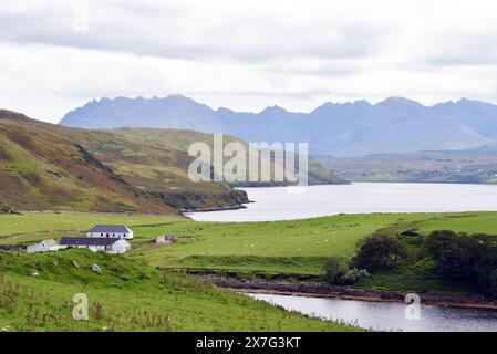 Schafzucht am Ufer Stockfoto