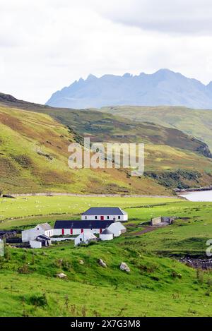 Schafzucht am Ufer Stockfoto