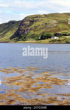 Schafzucht am Ufer Stockfoto