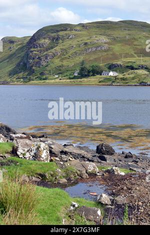 Schafzucht am Ufer Stockfoto