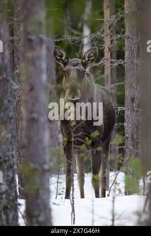 Europäischer Elch (Alces alces) mit Wintermantel in einem Wald mit Schnee Stockfoto