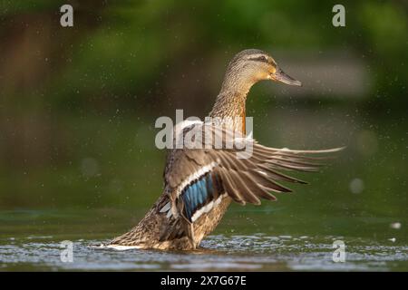 Seitenansicht der wilden, weiblichen Stockenten (Anas platyrhynchos), die im Wasser plätschert, die Flügel angehoben und mit einzelnen Federn ausgebreitet sind. Stockfoto