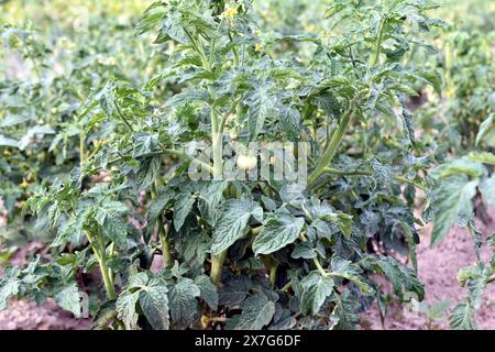 Pflanzung von Tomatensträuchern, an deren Zweigen grüne Tomatenfrüchte Reifen. Stockfoto