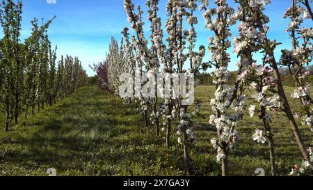 Landschaft im perspektivischen Blick auf blühende Kolonialapfelbäume in einem Obstgarten. Die jungen Obstbäume, die in Reihen wachsen, blühen mit W Stockfoto