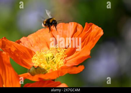 20. Mai 2024, Baden-Württemberg, Überlingen am Bodensee: Eine Hummel landet auf einem Mohn am Ufer. Foto: Felix Kästle/dpa Stockfoto