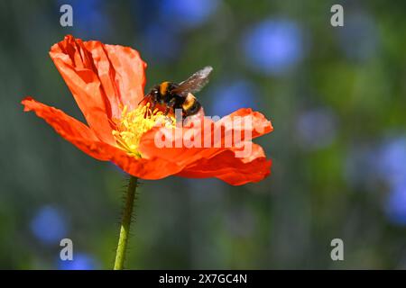 20. Mai 2024, Baden-Württemberg, Überlingen am Bodensee: Eine Hummel zieht Nektar aus einer Mohnblume am Ufer. Foto: Felix Kästle/dpa Stockfoto