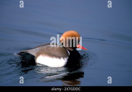 Roter Pochard, Netta rufina Stockfoto