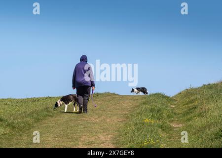 Ein Hundeführer und zwei Border Collie Dogs laufen entlang eines Feldes auf West Pwhole in Newquay in Cornwall, Großbritannien. Stockfoto