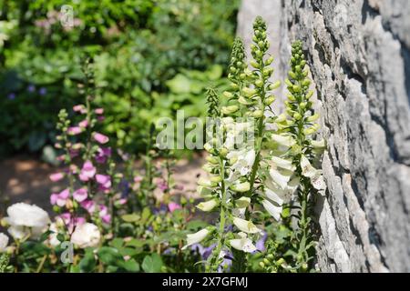 Foxhandschuh Blumen im Bridgerton Garden, während der RHS Chelsea Flower Show im Royal Hospital Chelsea in London. Bilddatum: Montag, 20. Mai 2024. Stockfoto