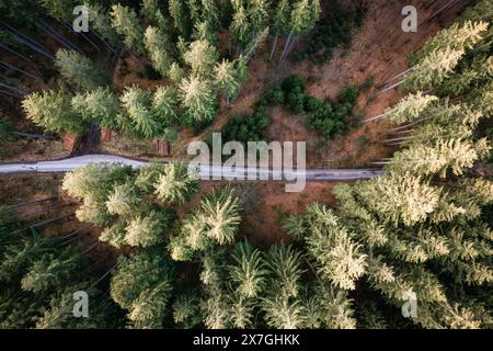 Wald von oben, Drohnenperspektive, Drohne, Wald, Straße Stockfoto