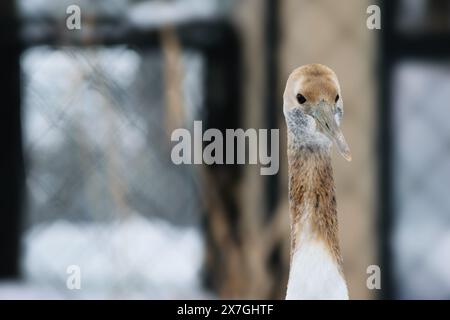 Nahaufnahme eines Kranvogels mit verschwommenem Hintergrund. Stockfoto