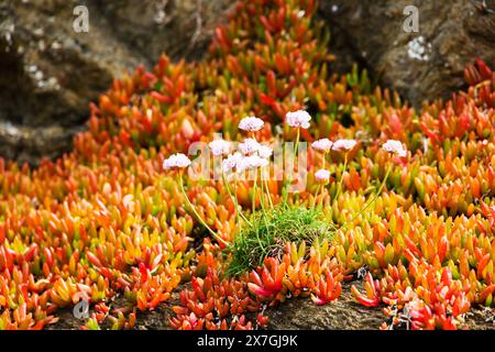 Sea Thrift, Armeria maritima, Blumen in chilenischer Meeresfeige, Carpobrotus chilensis, Cornwall, West Country, England Stockfoto