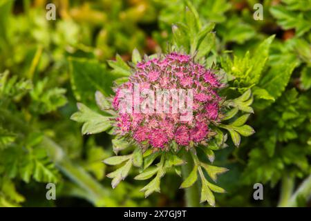 Wilde Karotte, Daucus carota, Cornwall, West Country, England Stockfoto